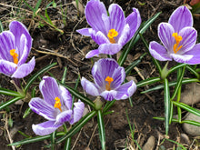 Load image into Gallery viewer, REBIRTH: Crocus Flower Essence