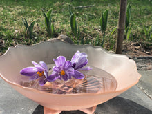 Load image into Gallery viewer, REBIRTH: Crocus Flower Essence