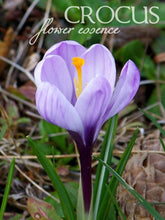 Load image into Gallery viewer, REBIRTH: Crocus Flower Essence