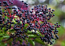 Load image into Gallery viewer, Adaptogenic Elderberry Elixir