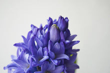 Load image into Gallery viewer, CONNECT: Blue Hyacinth Flower Essence