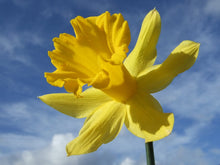 Load image into Gallery viewer, IN JOY: Daffodil Flower Essence