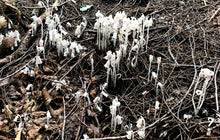 Load image into Gallery viewer, Ghost Pipe Tincture