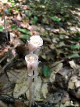 Load image into Gallery viewer, Ghost Pipe Tincture