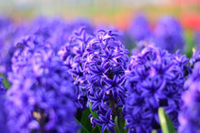 Load image into Gallery viewer, CONNECT: Blue Hyacinth Flower Essence