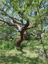 Load image into Gallery viewer, Incense: Copal Blanco (White Copal)