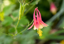 Load image into Gallery viewer, RADIATE: Red Columbine Flower Essence