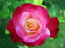 Load image into Gallery viewer, Sacred Hapé: YAWANAWA ROSAS SPECIAL