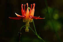 Load image into Gallery viewer, RADIATE: Red Columbine Flower Essence