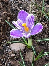 Load image into Gallery viewer, REBIRTH: Crocus Flower Essence
