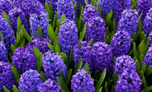 Load image into Gallery viewer, CONNECT: Blue Hyacinth Flower Essence
