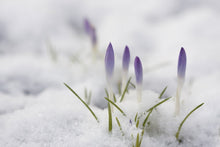 Load image into Gallery viewer, REBIRTH: Crocus Flower Essence
