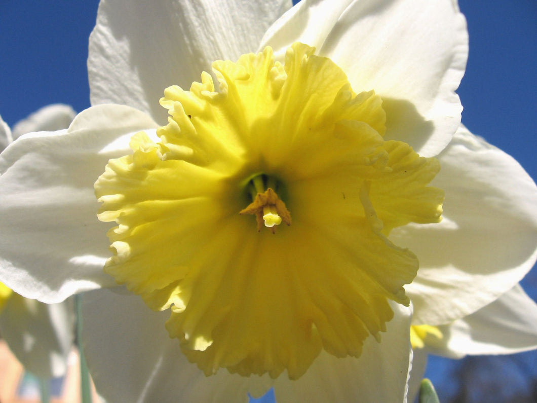 IN JOY: Daffodil Flower Essence