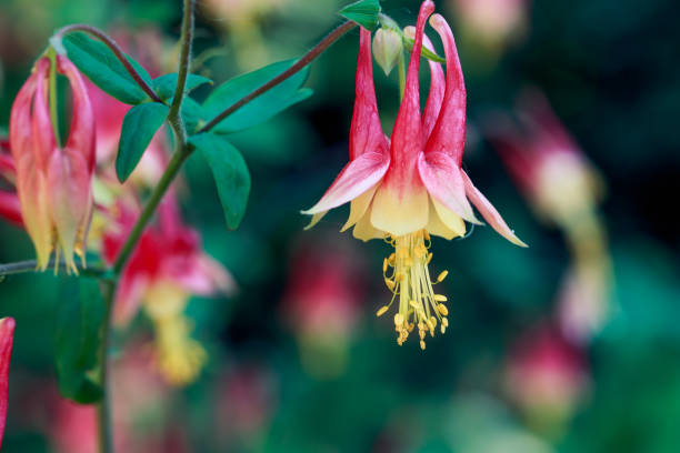 RADIATE: Red Columbine Flower Essence